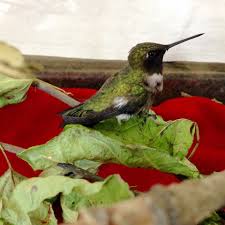To save them, the u.s. Alberta S Pollinators Alberta Institute For Wildlife Conservation