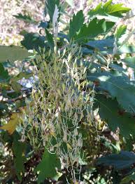 Image result for Bocconia arborea