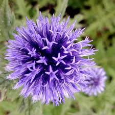 Image result for globe thistle