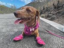 Dog Boots for Hot Pavement - Heat-Resistant Paw Protection ...