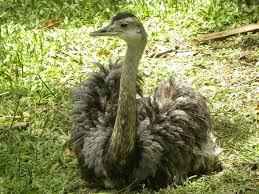 Bird With Big Feathers Ema Big Bird Green Feathers Neck Gray