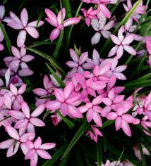Image result for Rhodopentas