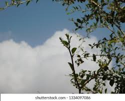 Wadi Al Hager Tree Stock Photo 1334097086