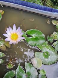 Image result for Nesaea pedroi