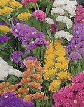 1' tall dwarfs are perfect for containers and small growing spaces. Statice Statice Seeds Statice Flower Seeds Statice Flower Statice Flowers Sinuata Pacific Mixed Statice Flowers Annual Annuals Annual Flowers Annual Flower Seeds Perennial Perennials Perennial Flower Seeds Flowers Flower Seeds Flower Seed
