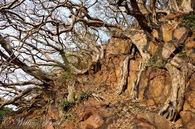 Image result for Ficus ingens