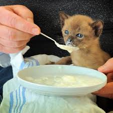 What kind of yogurt is best for a cat? Can Cats Eat Yogurt Is Yogurt Safe For Cats Cattime Kitten Food Kittens Cutest Kittens