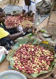 Image result for Cola clavata