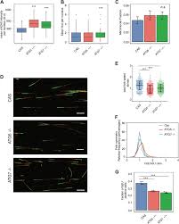 This is the currently selected item. Autophagy Role S In Response To Oncogenes And Dna Replication Stress Cell Death Differentiation