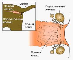 vospalenie paraanalnyh zhelez u koshek diagnostika i lechenie