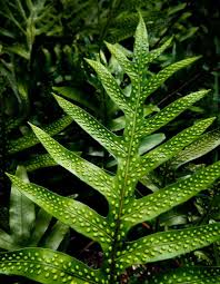 Image result for Launaea rogersii