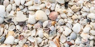 Where is shell in pawleys island on the map? Myrtle Beach Seashell Guide When To Look And What You Can Find Myrtlebeach Com