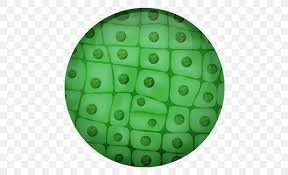 Cytokinesis in plant cell vs. Cell Division Plant Cell Mitosis Chromosome Png 500x500px Cell Division Cell Cell Nucleus Chromosome Cytokinesis Download