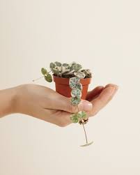 Image result for Ceropegia pygmaea