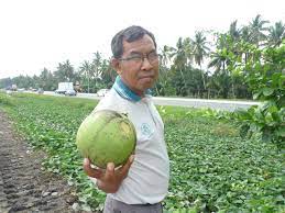 Ada cangkok yang sudah berhasil kamu boleh lihat disini cangkok pohon maja | buah. Padi Sri Penemuan Pokok Maja Atau Labu Kayu Weblog Padi Selangor Pertanian Selangor