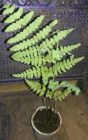 Image result for Histiopteris incisa