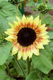 Flowers have burgundy, sometimes pink petals with lemony tips and dark centers. Sunflower Strawberry Blonde Buy Online At Annie S Annuals