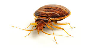 Need bed bug services in indianapolis? Bedbug Control Abell Pest Control