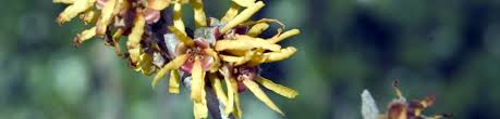 Image result for Hamamelis mollisi