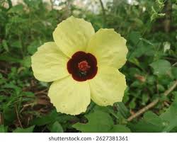 Image result for Hibiscus surattensis