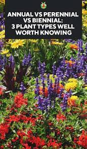 Annual Vs Perennial Vs Biennial 3 Plant Types You Should Know Annuals Vs Perennials Perennials Types Of Plants