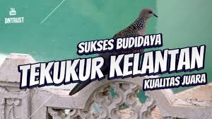 Oleh materi pertanian diposting pada 9 april 2019 24 maret 2019. Untung Dari Hobi Burung Budidaya Burung Derkuku Kelantan Kualitas Kontes Youtube