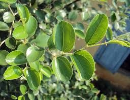 Image result for Ziziphus mauritiana