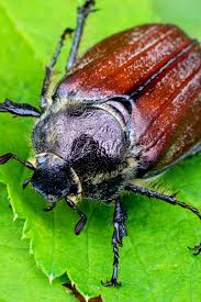 Probably someone better at beetles would be able to say! How To Stop June Bugs Simple Natural Methods That Work