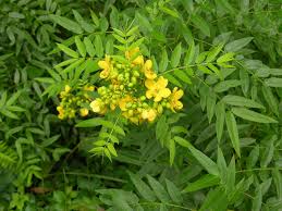 Image result for Senna floribunda