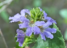 Image result for Goodeniaceae