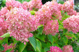 Easily mended soil requirements one of the successful keys for a healthy hydrangea is the soil. Hydrangea Sun Or Shade Diy