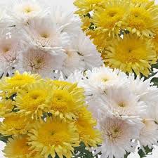 All white flowers are beautiful and with meanings of their own. Filler Flowers Wholesale Blooms By The Box