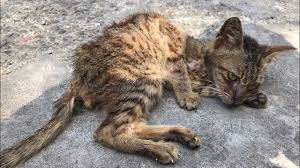 Feeding Poor Malnourished Kitten Youtube