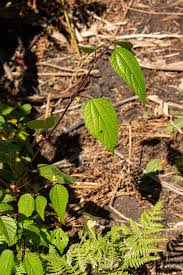 Image result for Triumfetta annua