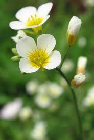 The 7 best apple orchards in texas! White Bladderpod Federal State Listed Plants Of Texas