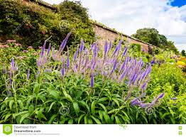 Jetzt blühende zimmerpflanzen günstig online bestellen schnelle lieferung! Bluhende Pflanze Des Agastache In Einem Garten Stockbild Bild Von Garten Pflanze 75921827