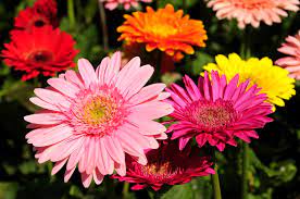 Check spelling or type a new query. 5 Common Daisy Flowers That Are Perfect For Beginning Gardeners Garden Lovers Club