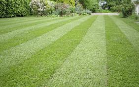 The spray may be used on lawn grasses, vegetables, and ornamental plants in your landscape. The Casual Gardener Turf Versus Seed The Pros And Cons The Irish News