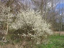 Maybe you would like to learn more about one of these? Prunus Spinosa Wikipedia