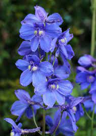 Specializing In Rare And Unusual Annual And Perennial Plants Including Cottage Garden Heirlooms And Hard To Find Blue Delphinium Delphinium Flowers Perennials