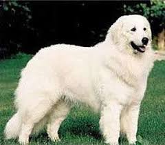 Find a maremma sheepdogs (abruzzenhunds) on freeads uk, the #1 site for pets classifieds ads in the uk. Maremma Sheepdog Breed Pictures And Information Only Dog Breeds Dog Breeds Maremma Sheepdog Maremma Dog