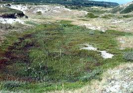 Image result for Erianthemum ngamicum