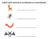 Identify vertebrates and invertebrates worksheet. Vertebrates And Invertebrates Worksheets