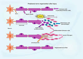 Schwann cell (neurilemma cell) a cell that forms the myelin sheath of a nerve fibre. Schwann Cell Plasticity In Peripheral Nerve Regeneration After Injury Intechopen