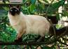 All About the Lynx Point Siamese Cats! Siamese of day