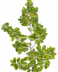 Image result for Lythrum rotundifolium