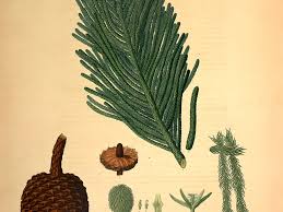 Image result for Araucaria columnaris