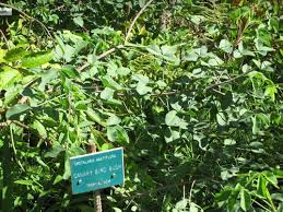 Image result for Crotalaria agatiflora