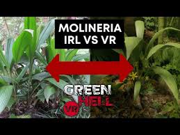 Image result for Molineria