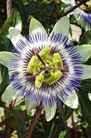 We did not find results for: 20 Gorgeous Tropical Flowers That Will Grow Almost Anywhere Gardening Chores